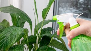 Pun o pinch în apă și stropesc spathiphyllum: un voal alb ca zăpada acoperă florile tot anul — efectul este pur și simplu „wow”.