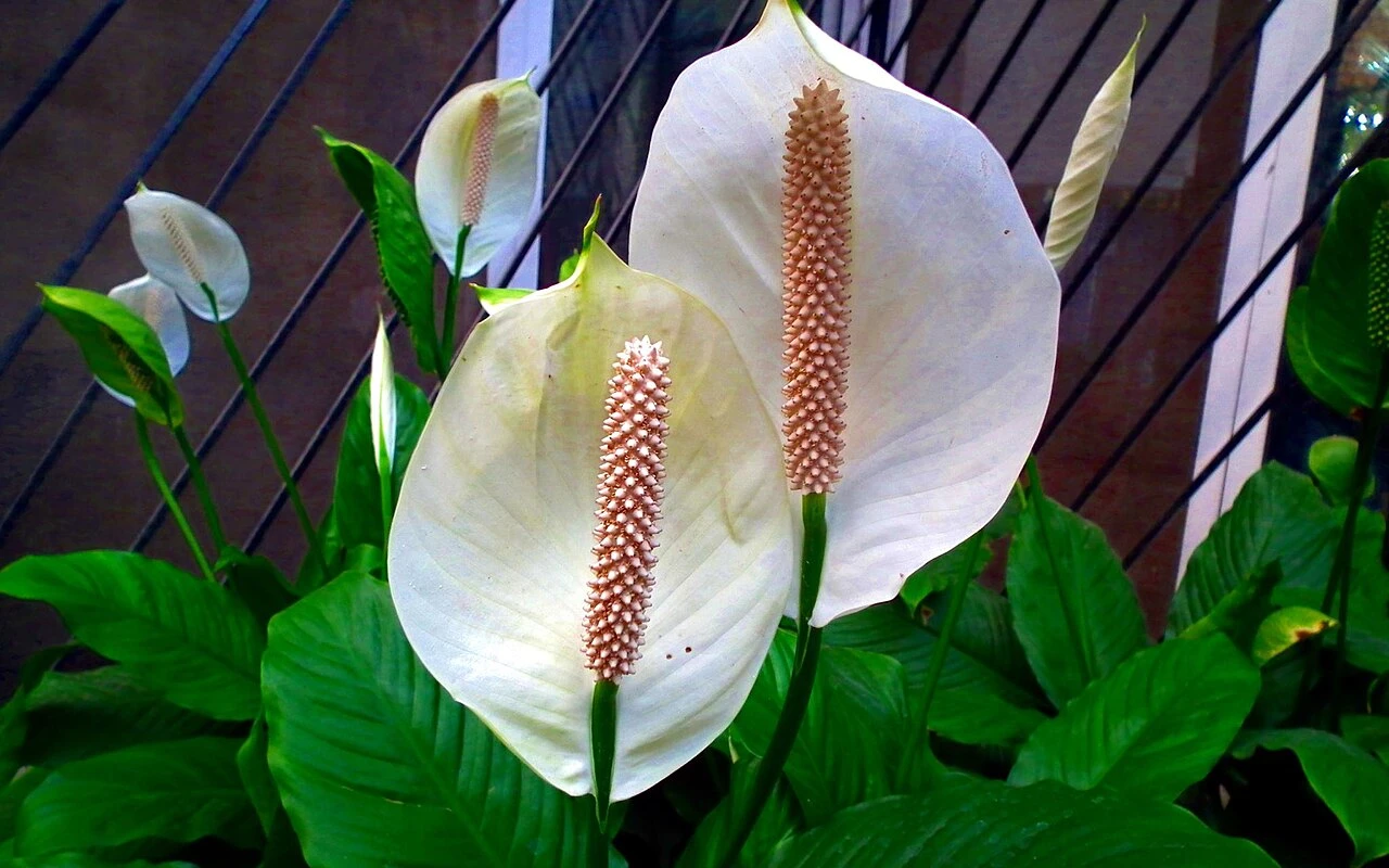 Astăzi, LIDL a primit 3 plante mici înflorite, perfecte pentru a vă înviora casa în această iarnă.