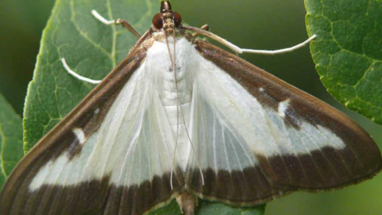 În februarie, udați cu acest remediu buștenii. Acest lucru vă va scuti de larvele moliei buștenilor și va salva tufișul.