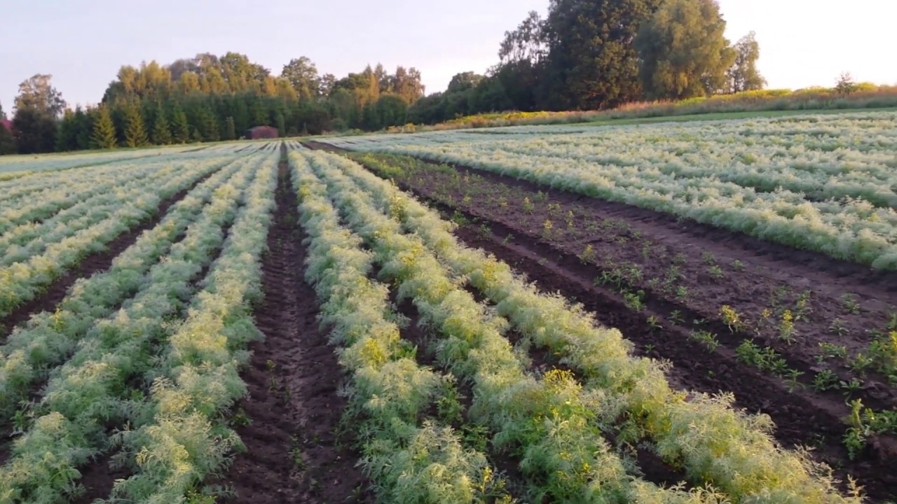 Ce să semeni după mărar: un truc puțin cunoscut pentru o grădină aromată