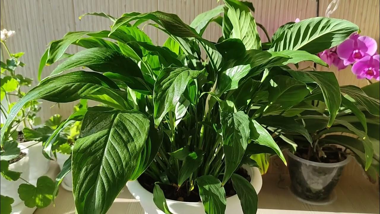 Pun o pinch în apă și stropesc spathiphyllum: un voal alb ca zăpada acoperă florile tot anul — efectul este pur și simplu „wow”.