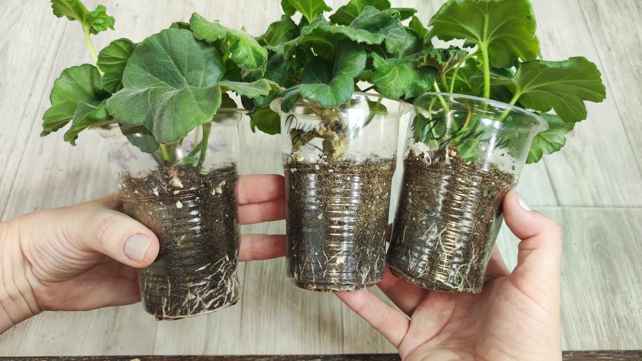 Cum să înrădăcinați mușcata în timpul iernii: o metodă simplă de a obține o colecție luxuriantă