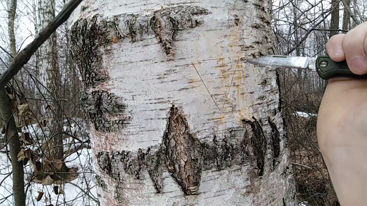 Când trebuie tăiată mesteacănul pentru a evita scurgerea și curgerea sevei? Momentul și tehnica tăierii sunt decisive.