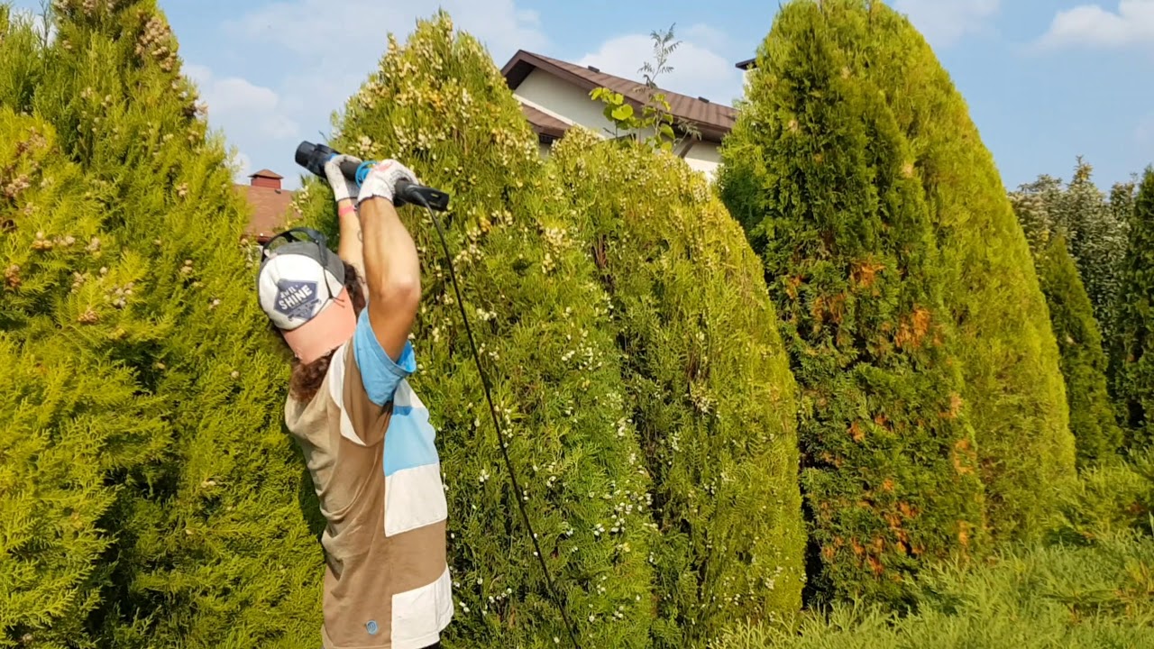 Când trebuie să începi tăierea tuiului după iarnă? Va crește exact așa cum ai planificat.