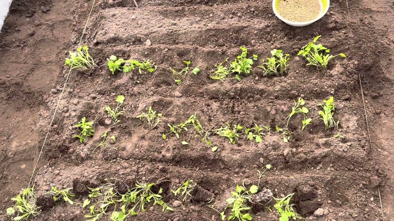 Ce să semeni după mărar: un truc puțin cunoscut pentru o grădină aromată