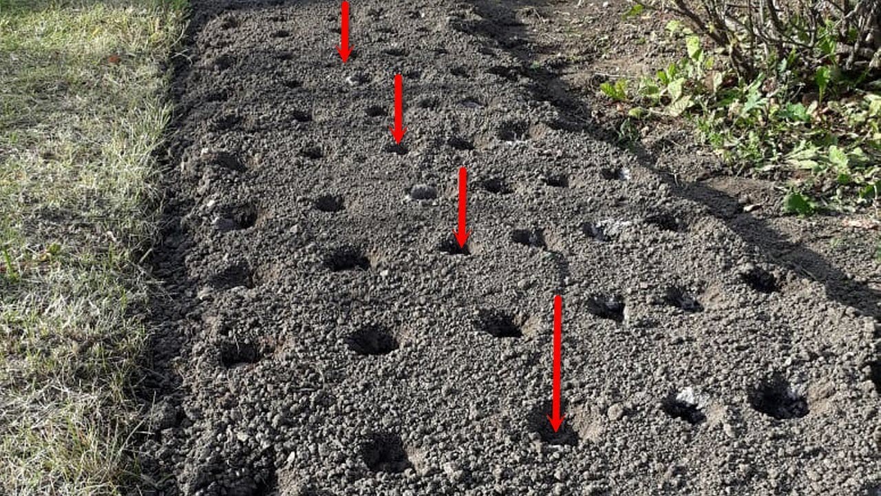 „Am plantat mai târziu, dar mai adânc”, iar rata de supraviețuire a plantelor a crescut semnificativ.