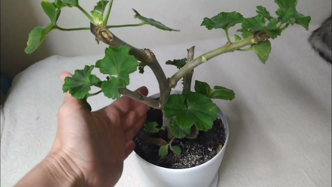 Cum să înrădăcinați mușcata în timpul iernii: o metodă simplă de a obține o colecție luxuriantă