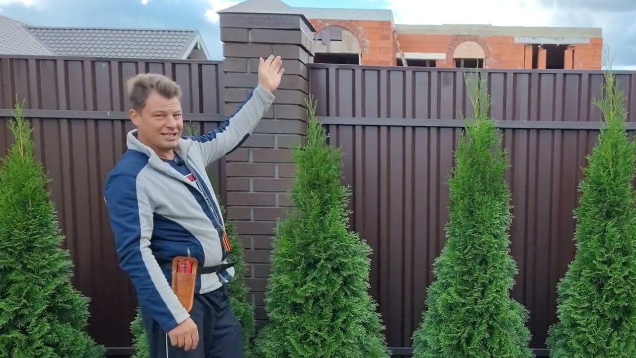 Când trebuie să începi tăierea tuiului după iarnă? Va crește exact așa cum ai planificat.