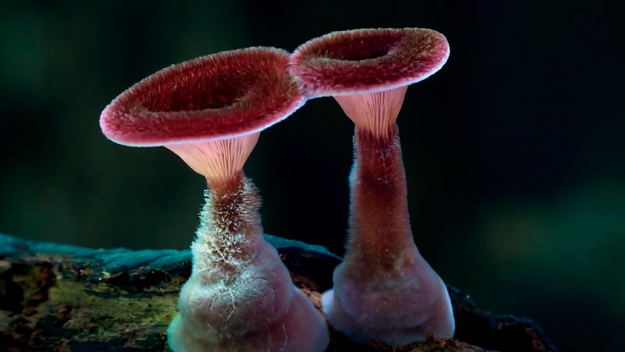 Ciupercile sunt o rețea neuronală uimitoare a Pământului.