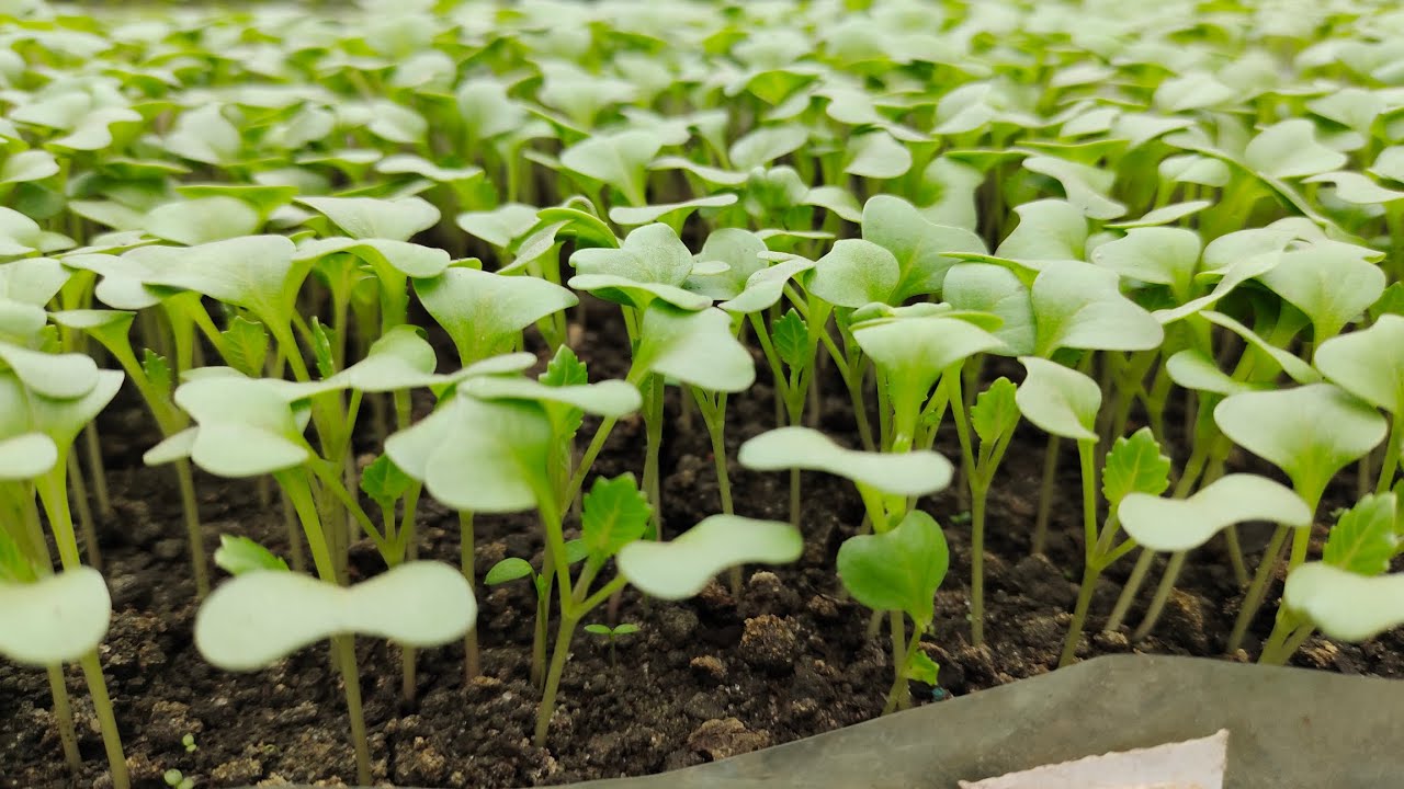 Ce să semeni și să tai până la jumătatea lunii februarie? Calendarul lucrărilor importante în grădină.