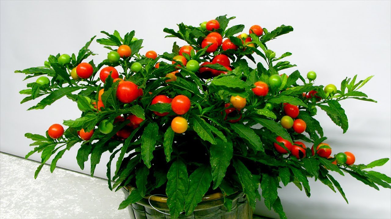 Plante fructifere decorative în ghivece: cerințe și îngrijire.