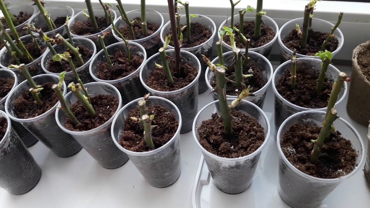 Natalia Saes, expert în plante: „Această metodă de plantare a rădăcinilor nu m-a dezamăgit niciodată”.