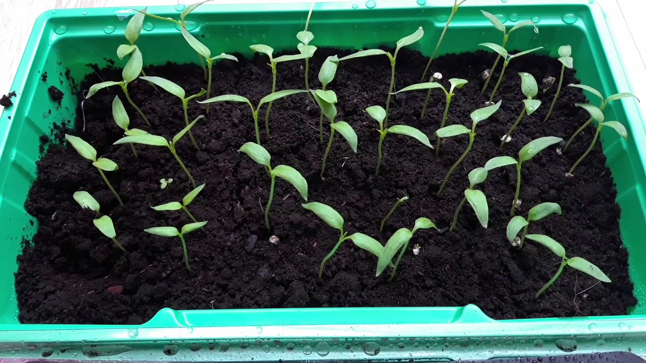 Ce să semeni și să tai până la jumătatea lunii februarie? Calendarul lucrărilor importante în grădină.