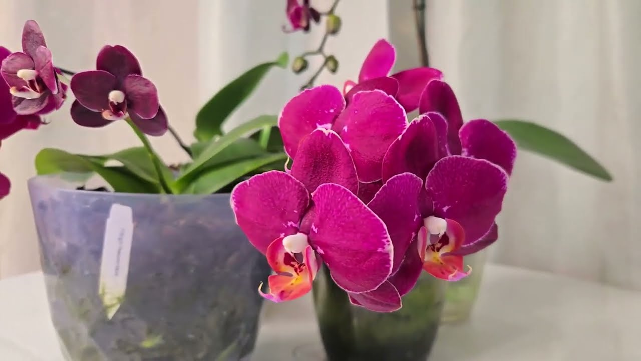 Acest elixir de casă are un efect miraculos. Orhideea dvs. va înflori în toată splendoarea ei.