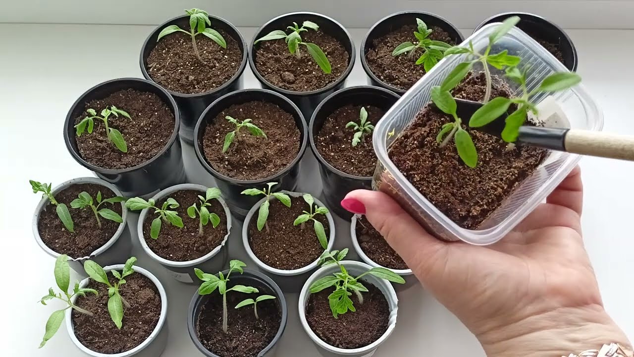 Semințele sunt plantate „în stil vechi” - și am accelerat germinarea tomatelor cu 4 zile: experimentul cu permanganat