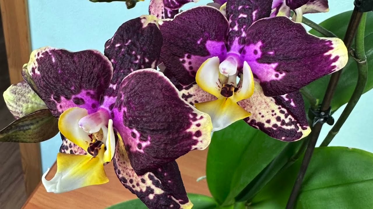 Acest elixir de casă are un efect miraculos. Orhideea dvs. va înflori în toată splendoarea ei.