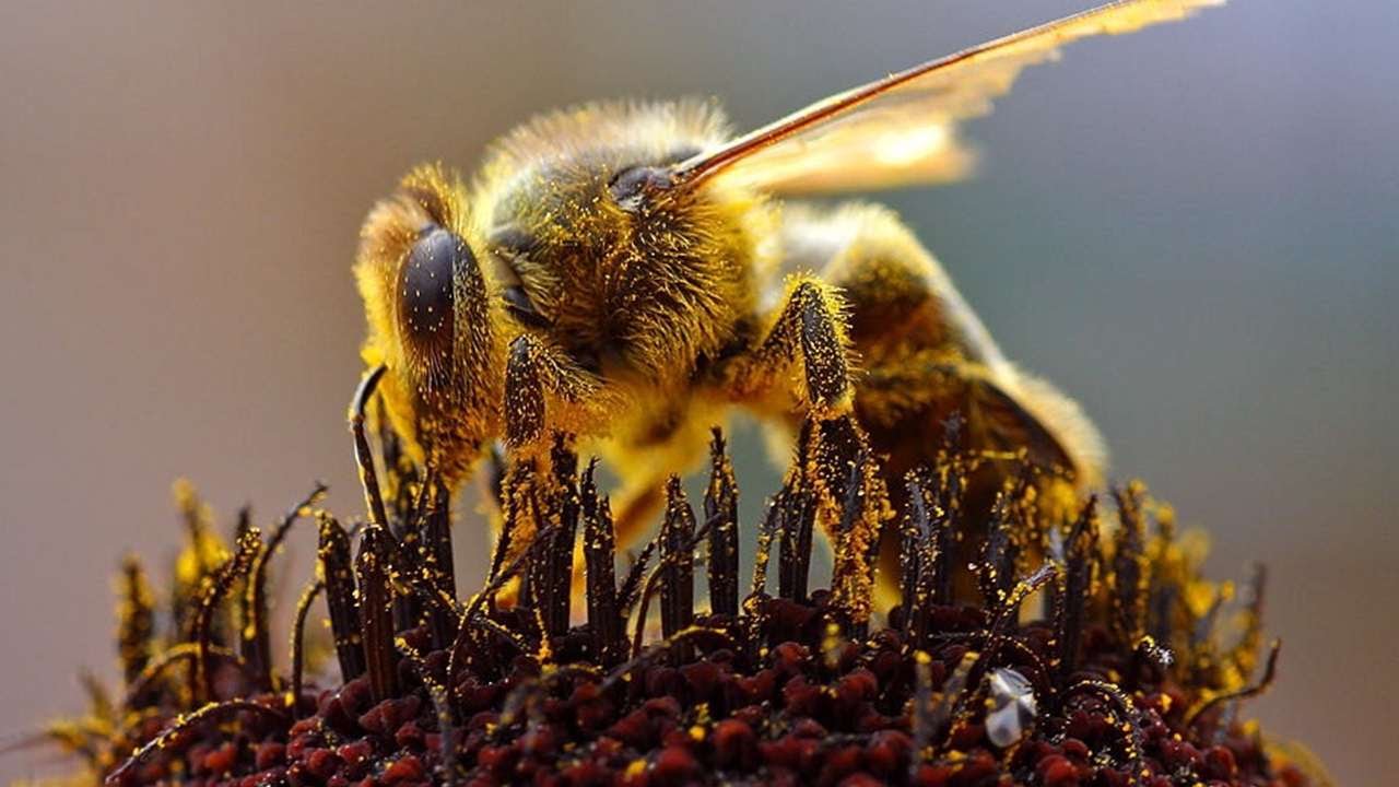 Un moment istoric: albinele, primul insect din istorie care a primit drepturi legale de protecție.