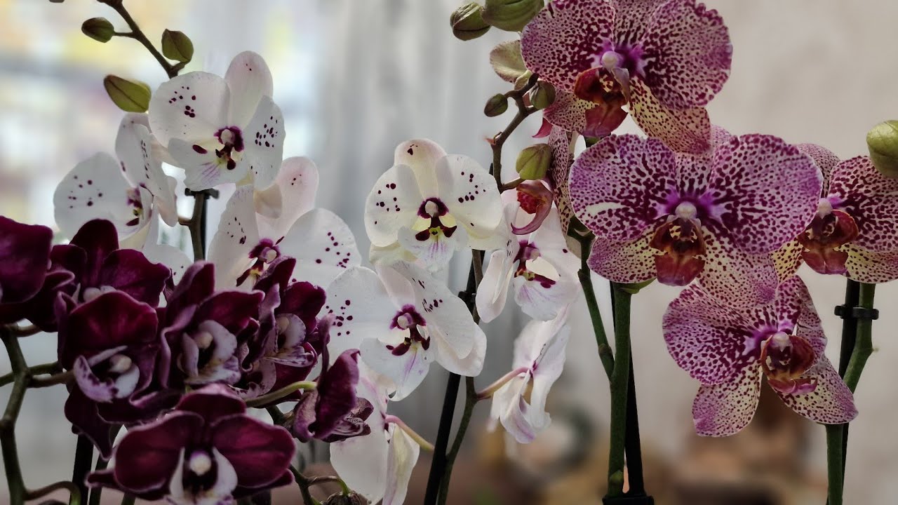 Acest elixir de casă are un efect miraculos. Orhideea dvs. va înflori în toată splendoarea ei.