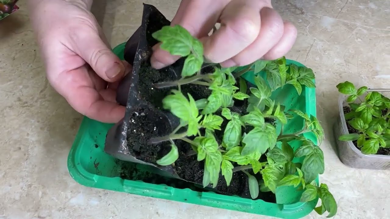 Semințele sunt plantate „în stil vechi” - și am accelerat germinarea tomatelor cu 4 zile: experimentul cu permanganat