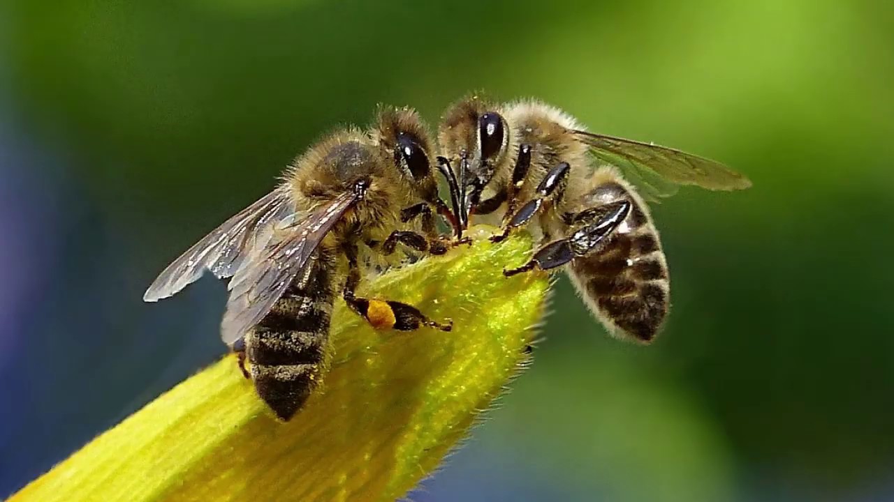 Un moment istoric: albinele, primul insect din istorie care a primit drepturi legale de protecție.