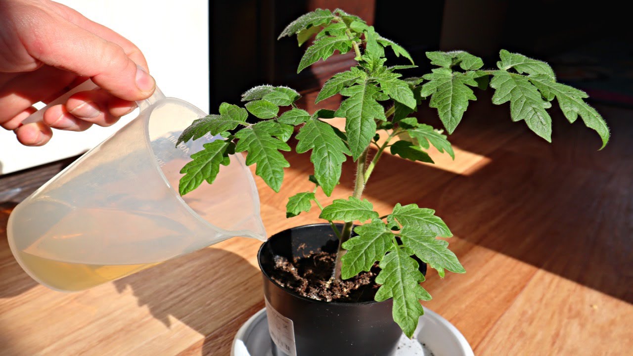 Semințele sunt plantate „în stil vechi” - și am accelerat germinarea tomatelor cu 4 zile: experimentul cu permanganat