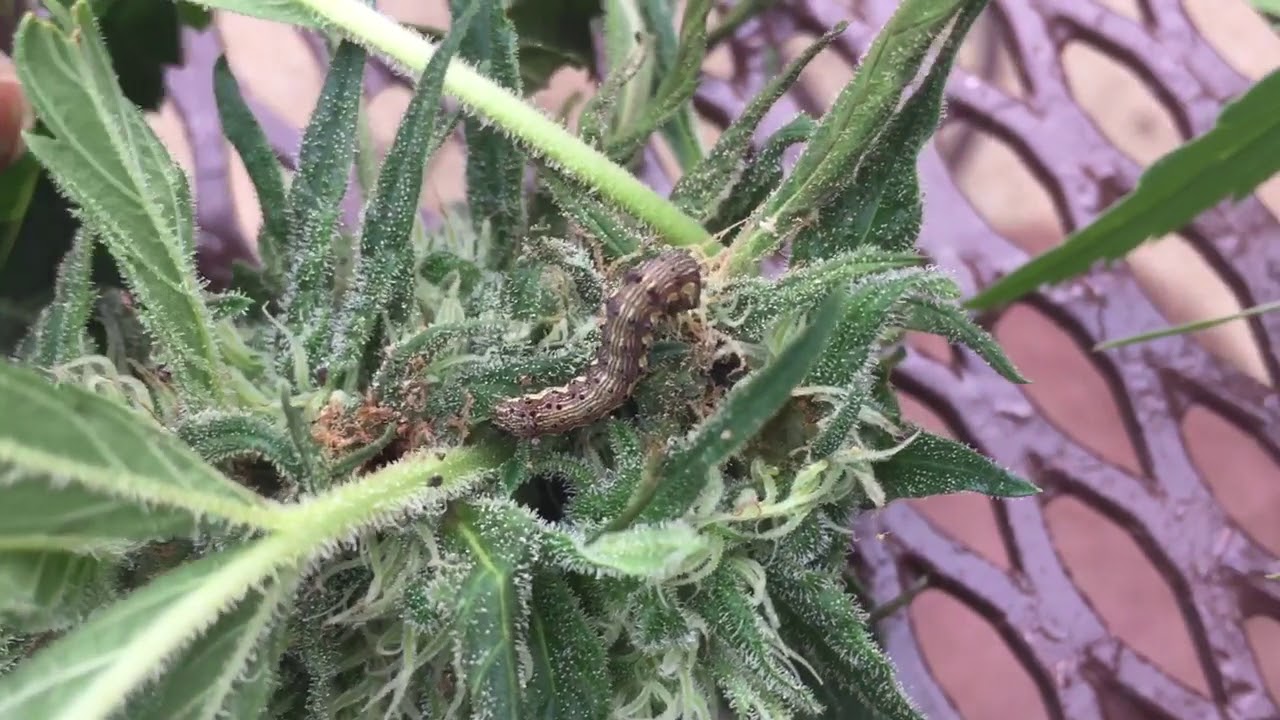 Fără repelenți și fără insecticide: cum să scapi de omizile moliei bougainvillea.