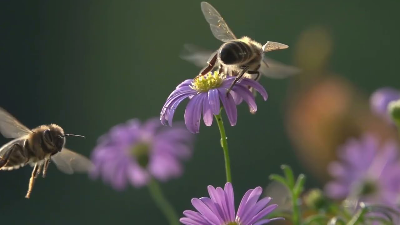 Un moment istoric: albinele, primul insect din istorie care a primit drepturi legale de protecție.