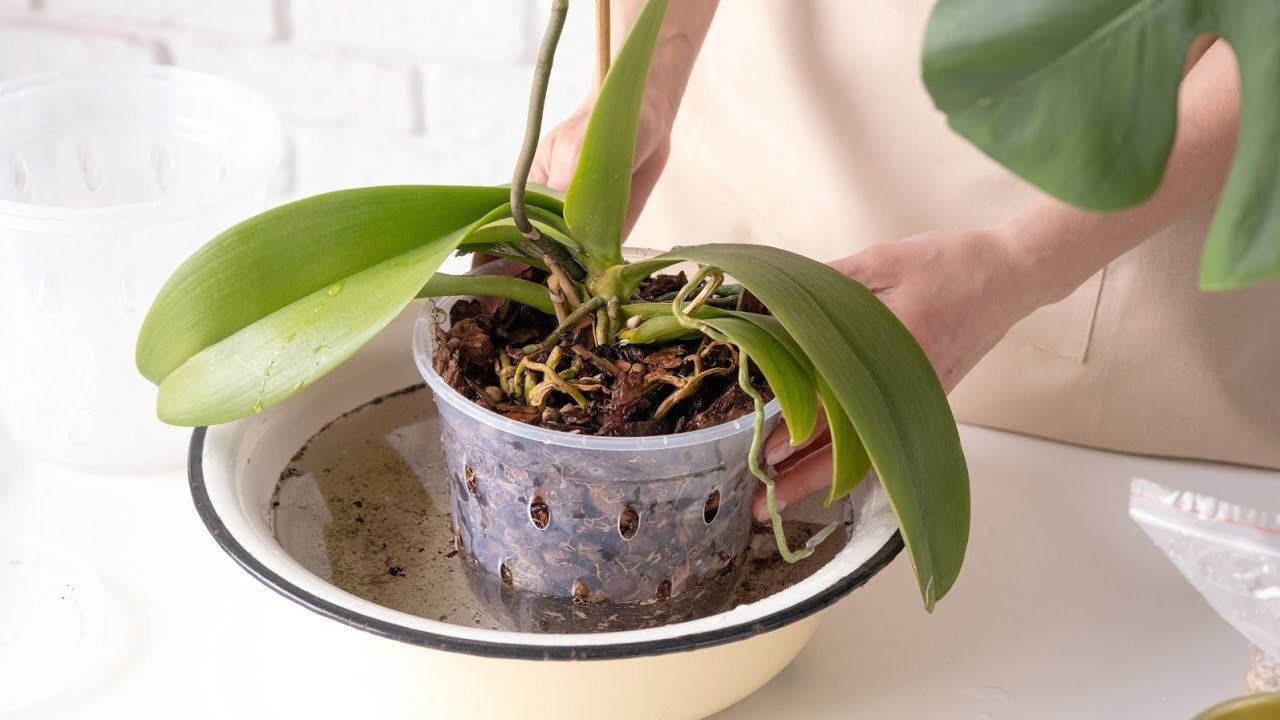 Trei greșeli frecvente pe care le facem atunci când udăm plantele iarna și cum să le evităm.