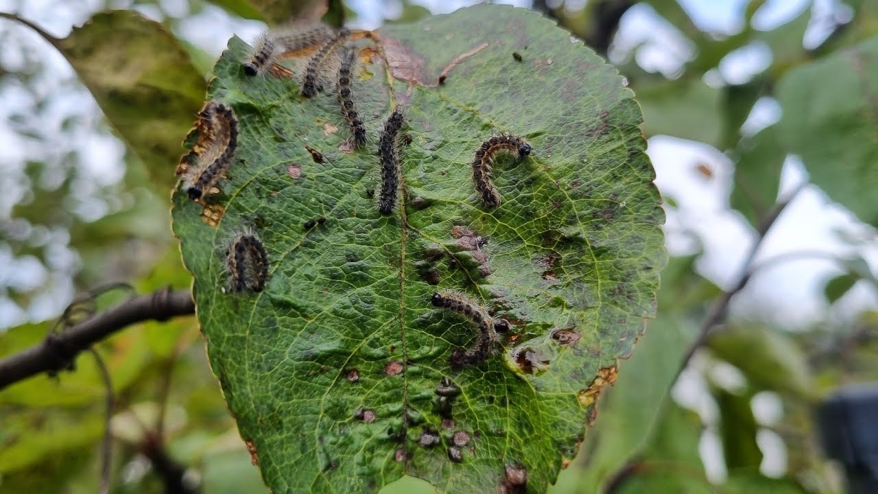 Fără repelenți și fără insecticide: cum să scapi de omizile moliei bougainvillea.