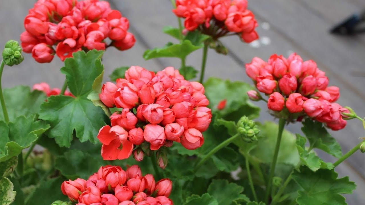 Geraniile vor da de două ori mai multe flori: o metodă simplă de înrădăcinare în timpul iernii, fără efort