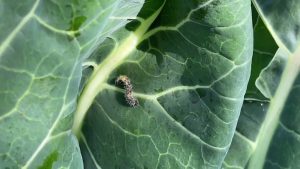 Fără repelenți și fără insecticide: cum să scapi de omizile moliei bougainvillea.