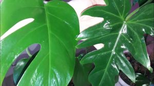 Cum să păstrați frunzele plantelor strălucitoare pe durata iernii americane