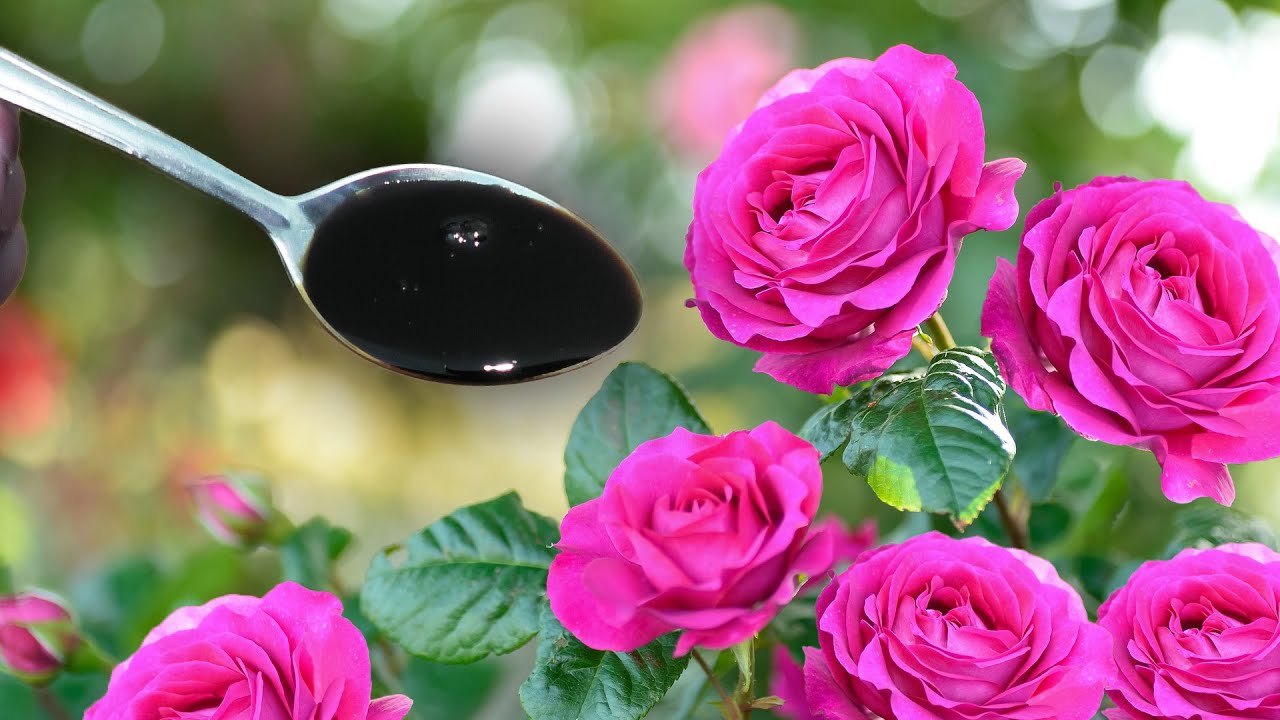 Nu vă grăbiți cu fertilizarea! De această singură dată depinde dacă trandafirii dvs. vor înflori vara.