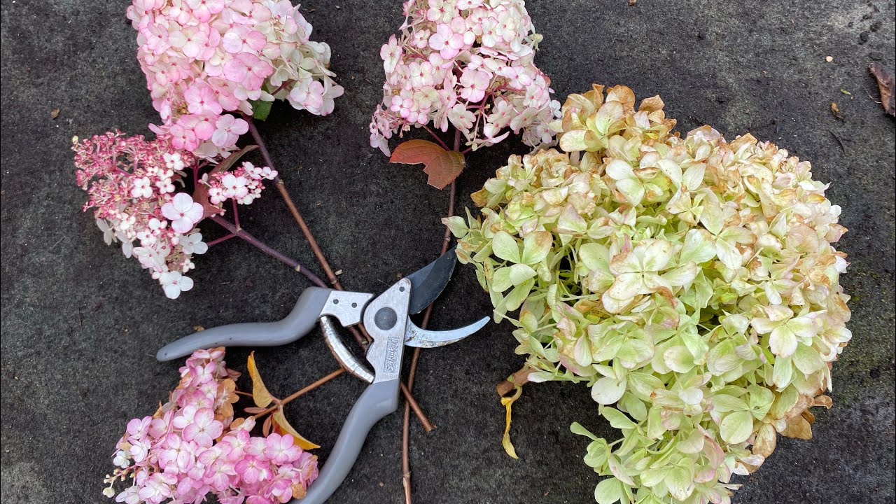 Înflorește în valuri până toamna și strălucește ca un nor galben: un arbust de nouă generație