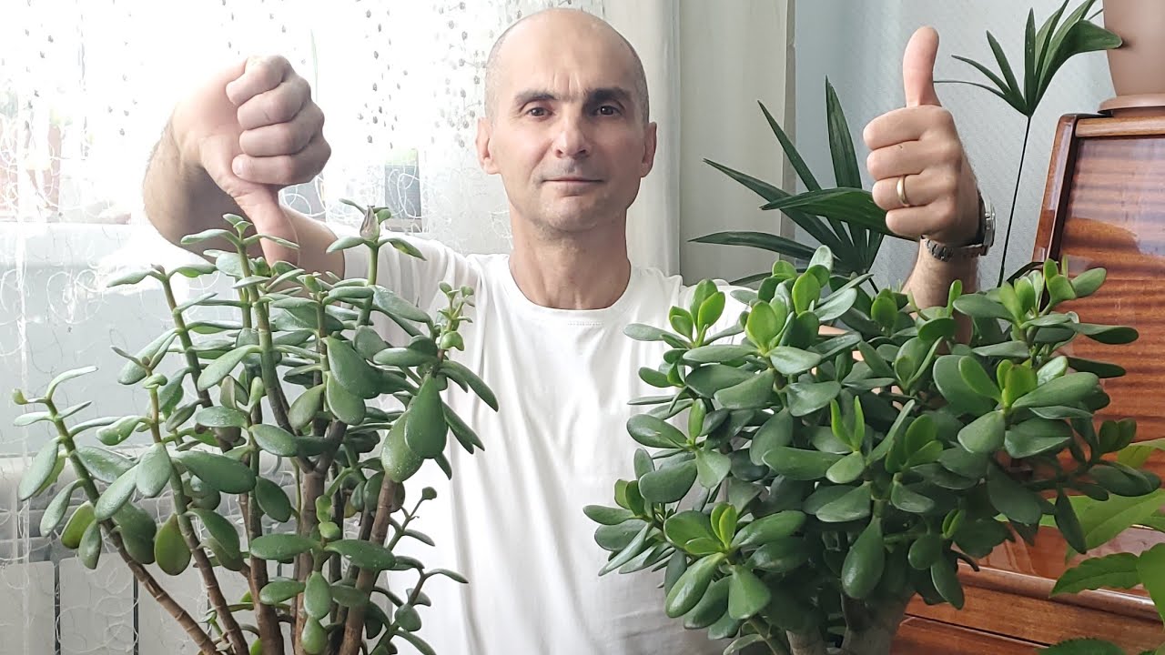 Tolstyanka (copac de bani): îngrijire la domiciliu