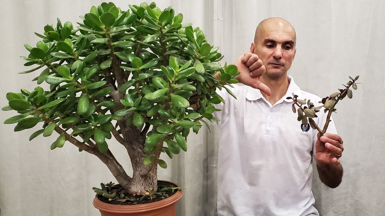 Tolstyanka (copac de bani): îngrijire la domiciliu