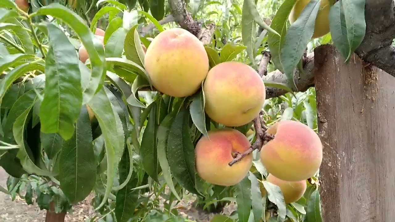 Un copac de piersic rar, vechi de o sută de ani, închiriat cu 120 de milioane de dongi pe piața de flori în timpul sărbătorii Tet.