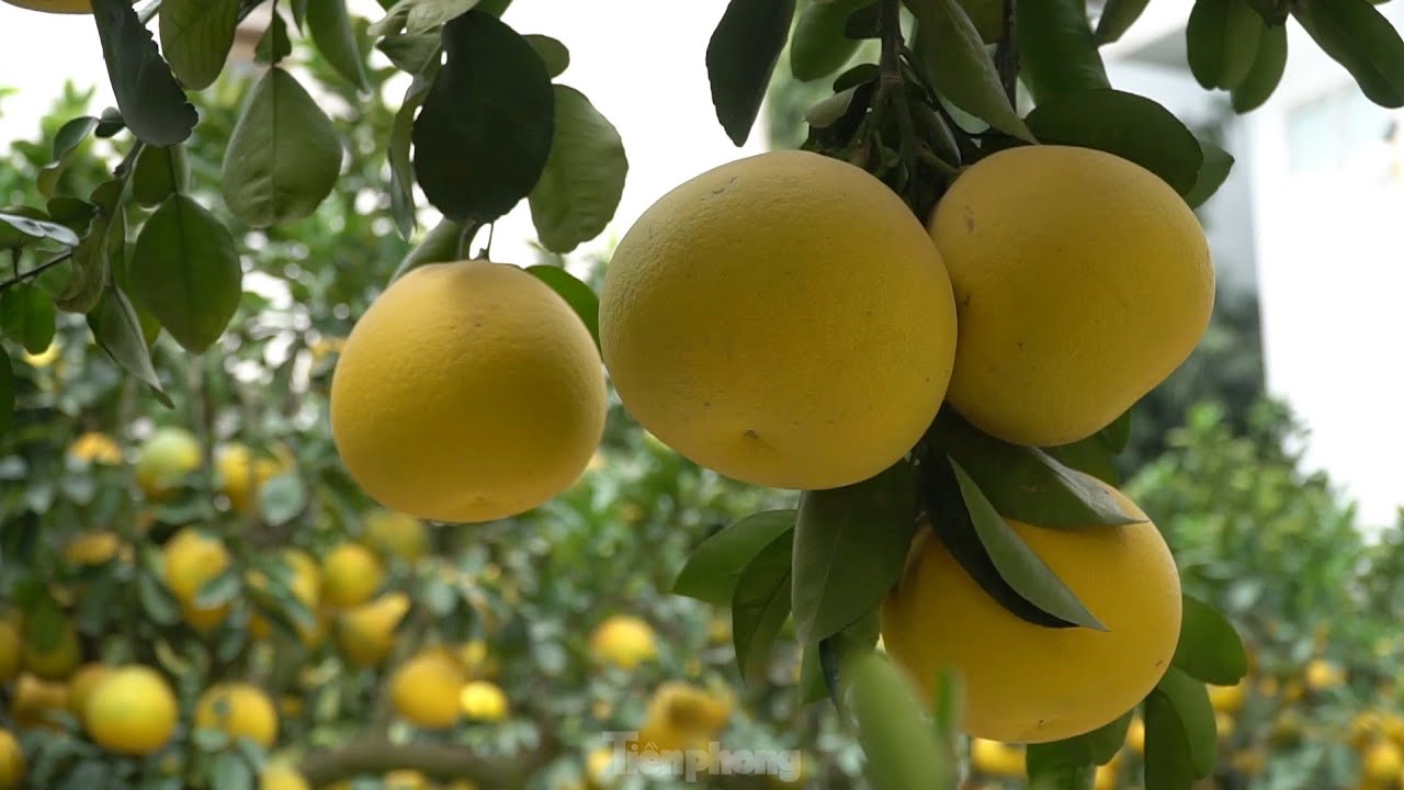 Un copac de piersic rar, vechi de o sută de ani, închiriat cu 120 de milioane de dongi pe piața de flori în timpul sărbătorii Tet.