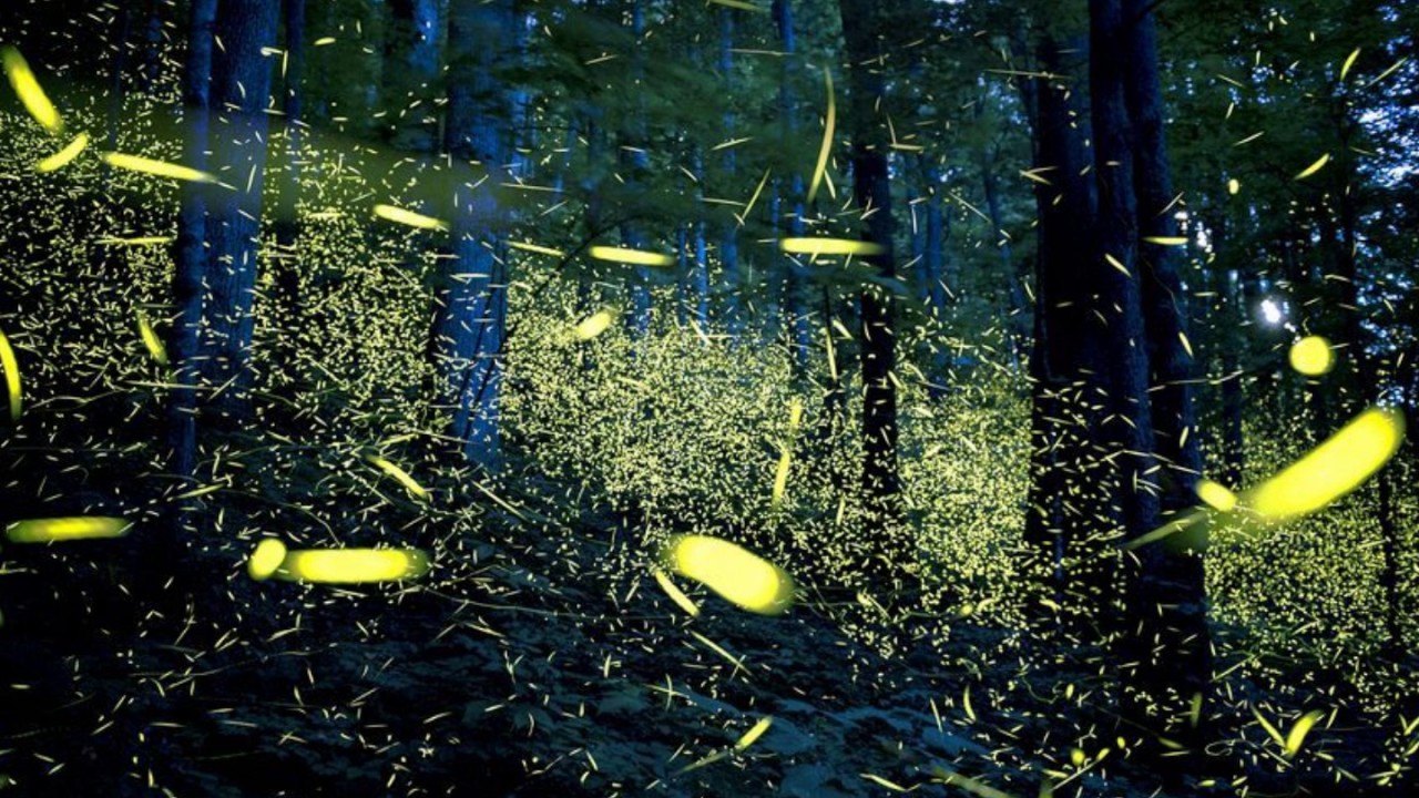 O lume fără licurici? Vă vom spune de ce aceste insecte luminoase încep să dispară.