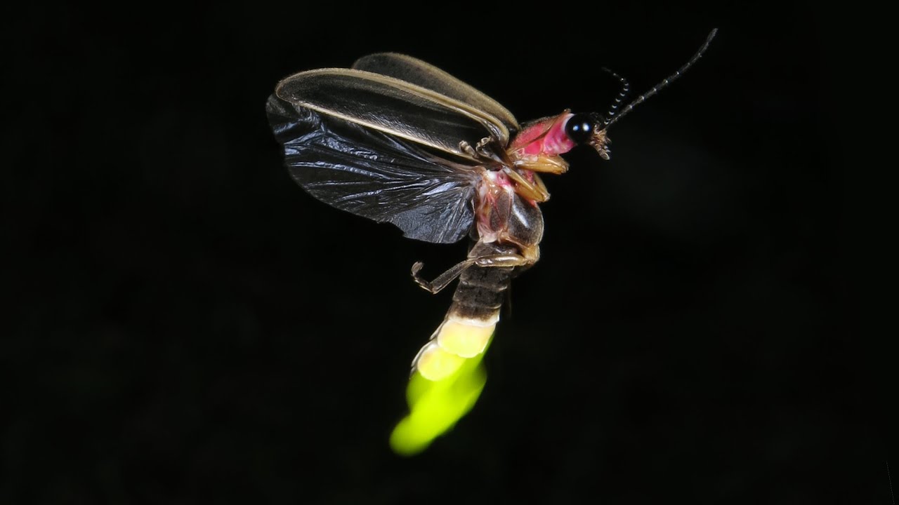 O lume fără licurici? Vă vom spune de ce aceste insecte luminoase încep să dispară.