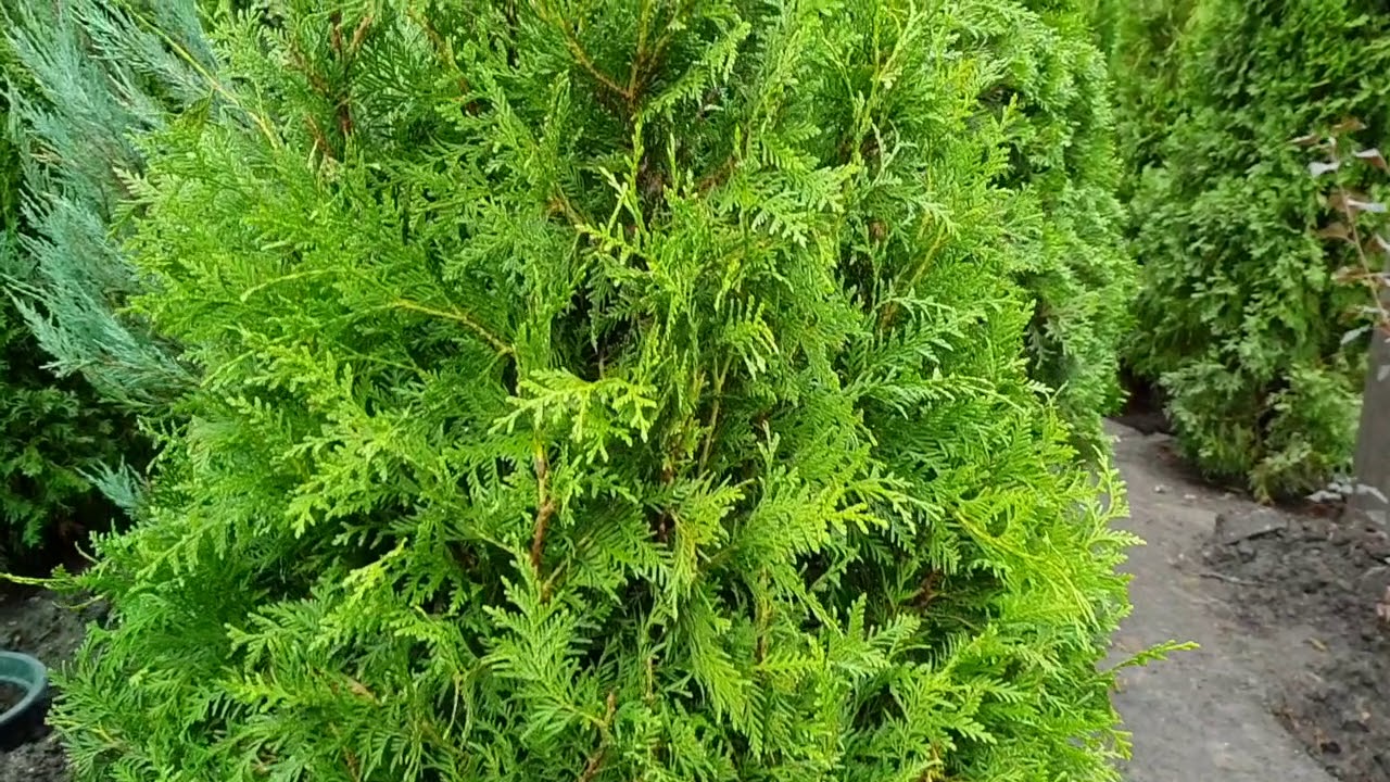 Tufișul crește singur, dar arată ca unul creat de un designer: un arbust spectaculos de nouă generație