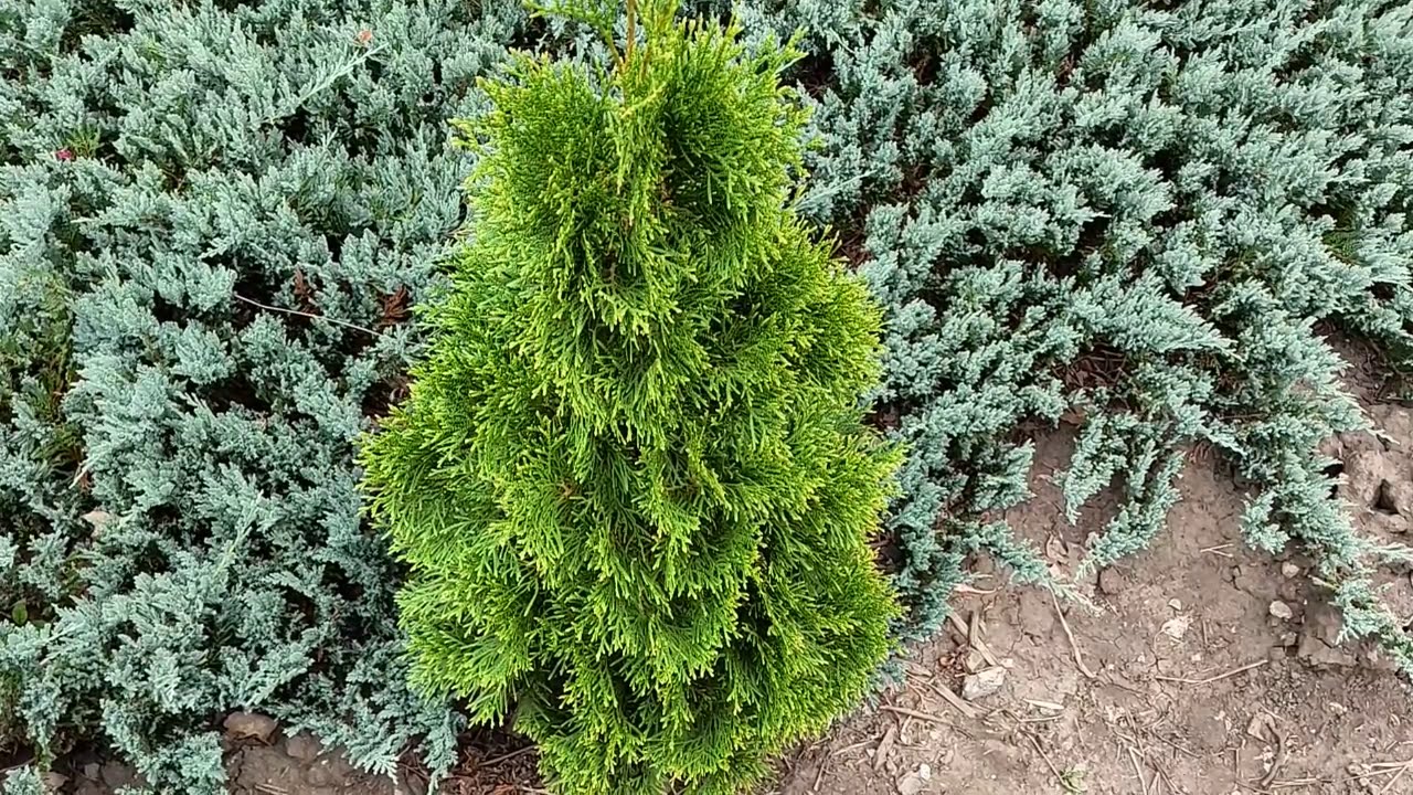 Tufișul crește singur, dar arată ca unul creat de un designer: un arbust spectaculos de nouă generație