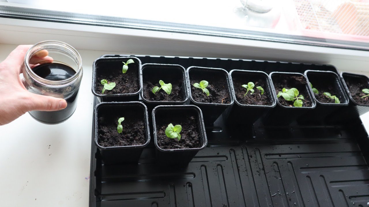 Ce să semeni pentru răsaduri în februarie 2026 — lista completă și calendarul lunar