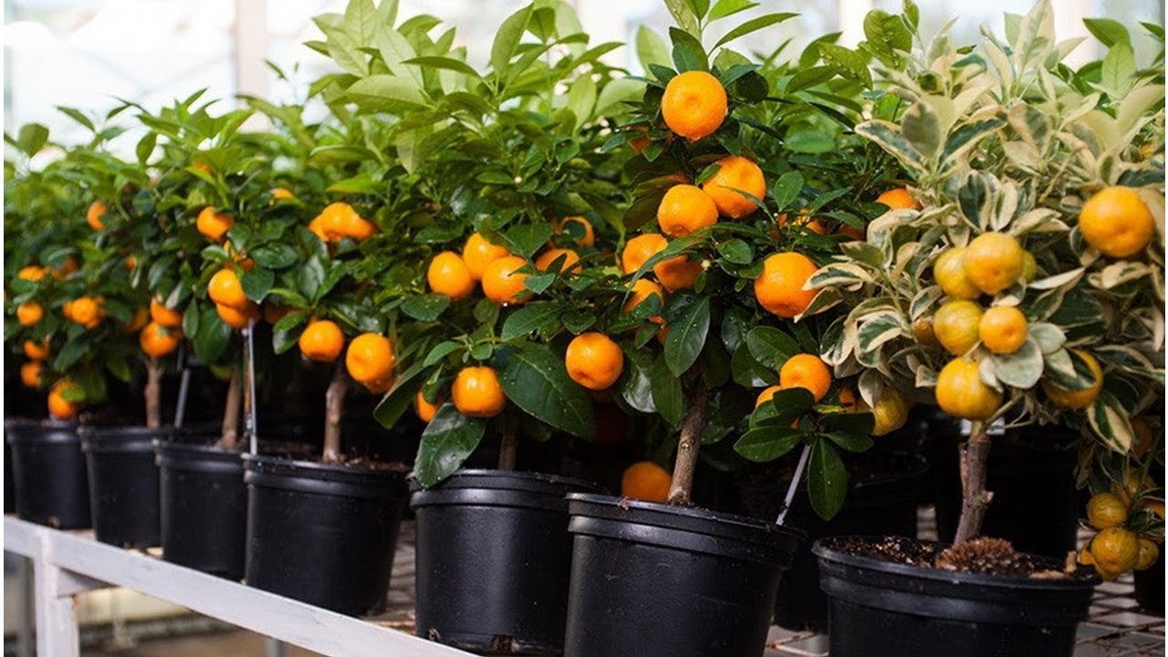 Mit sau realitate: dacă aveți un pom fructifer, pentru a culege mai multe fructe, trebuie să loviți trunchiul acestuia.