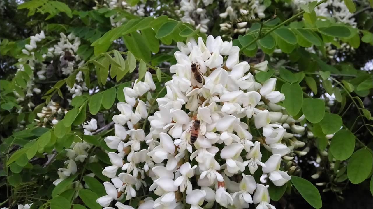 Ciorchinii albi atârnă ca niște candelabre: un copac care arată luxos fără capricii