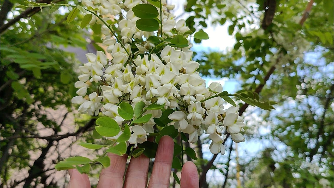 Ciorchinii albi atârnă ca niște candelabre: un copac care arată luxos fără capricii