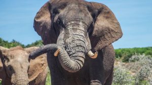 Este ciudat, dar știința confirmă acest lucru: albinele sunt aliați excelenți ai elefanților, iar nimeni nu știa acest lucru.