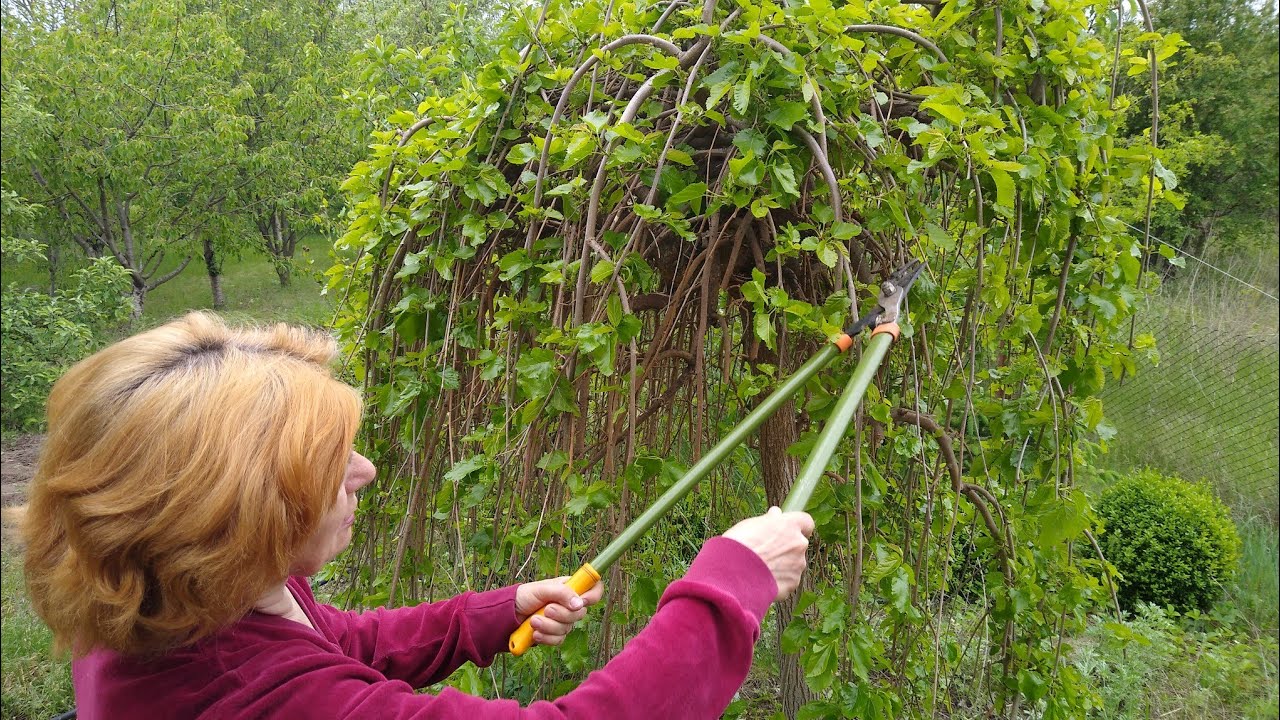 Pete, căderi și natură sălbatică neașteptată: partea mai puțin atractivă a unor copaci ornamentali și cum să conviețuim cu ei fără a le pierde frumusețea.