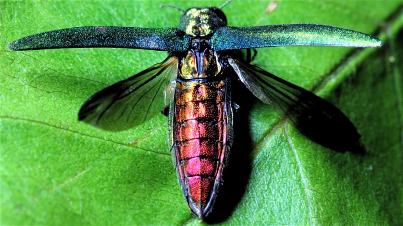 Un insect care poate trăi până la 50 de ani și care pune știința în impas cu ciclul său de viață ascuns.