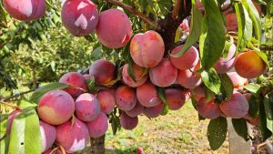 Am descoperit avantajele prunului: este ideal pentru parcele mici și produce fructe din belșug.